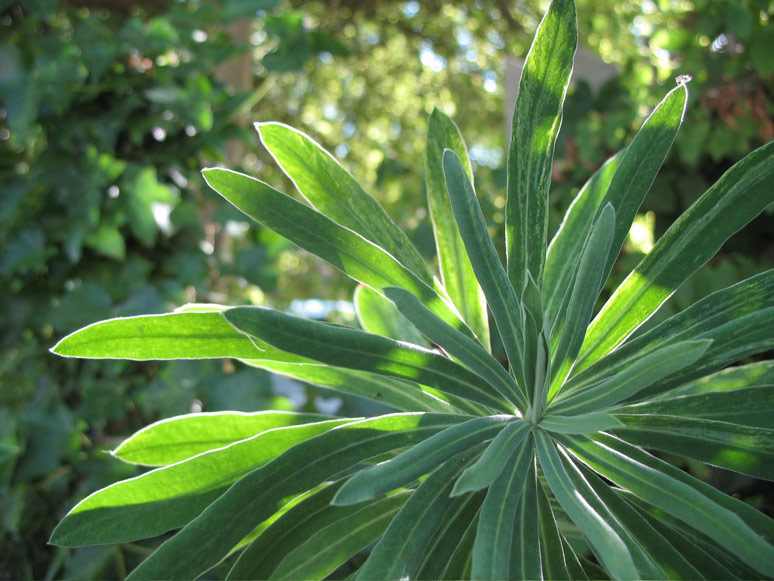 Plant on Fairview Avenue