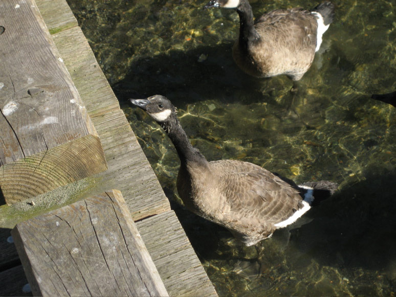 Geese at Lynn Street Park