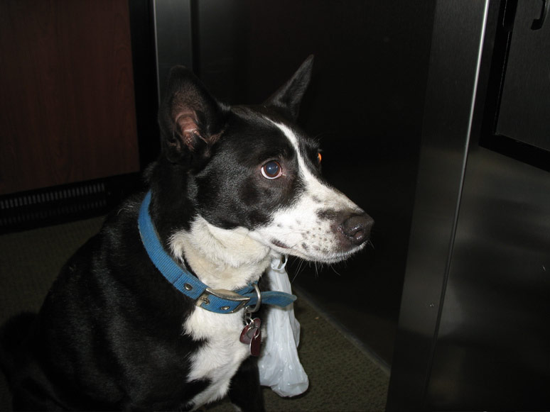 Bailey Bean in the elevator