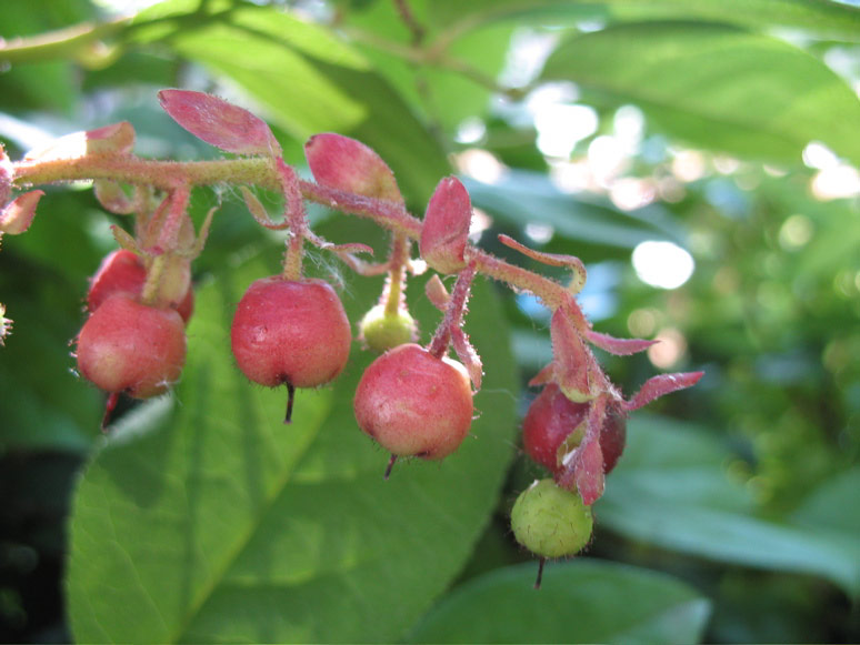 Berries in the TOPS playground