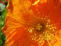 Orange poppy