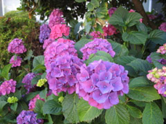 Hydrangeas on Yale Avenue