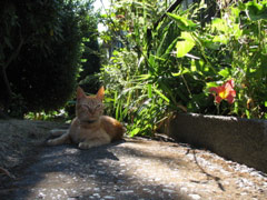 Cat on Yale Avenue