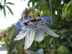 Passion flower on Minor Avenue