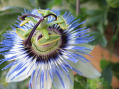 Passion flower on Minor Avenue