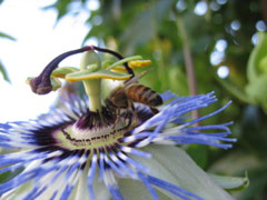 Passion flower and bee on Minor Avenue