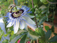 Passion flower on Minor Avenue