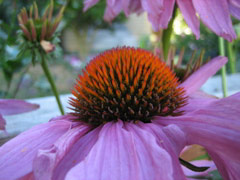 Echinacea flower on Minor Avenue