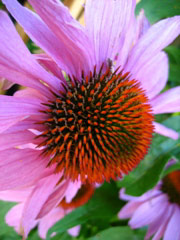 Echinacea flower on Minor Avenue