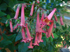 Flowers on Minor Avenue