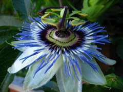 Passion flower on Minor Avenue