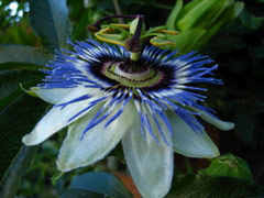 Passion flower on Minor Avenue