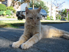 Bobtail cat at Minor and Lynn