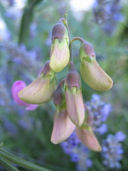 Flower buds on Minor Avenue