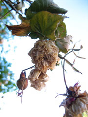 Crumpled roses