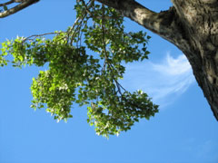 Tree and clouds at Roanoke and Fairview