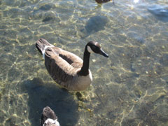 Goose at Lynn Street Park