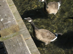 Geese at Lynn Street Park