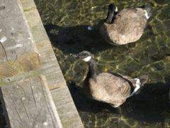 Geese at Lynn Street Park