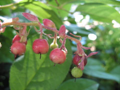 Berries in the TOPS playground