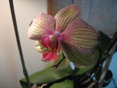 Linda's orchid