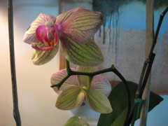 Linda's orchid