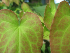 Leave in the shop garden