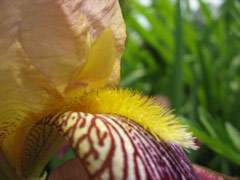 Iris