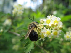 Honeybee