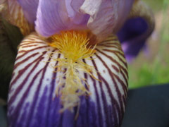 Iris