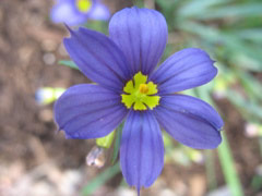 Blue flower