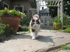 Wendla following Sasha around the yard