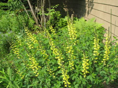 Front garden