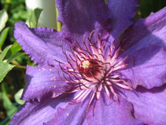 Clematis