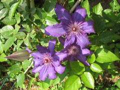 Clematis