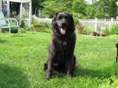 Audrey in the front yard