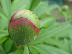 Peony bud