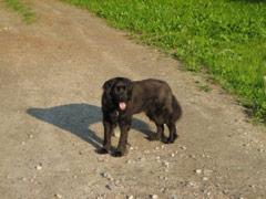 Audrey goes for a walk