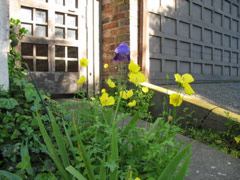 Yellow poppies and purple iris