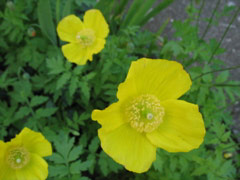 Yellow poppies