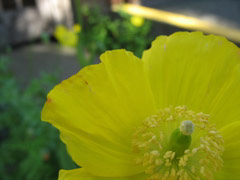 Yellow poppy