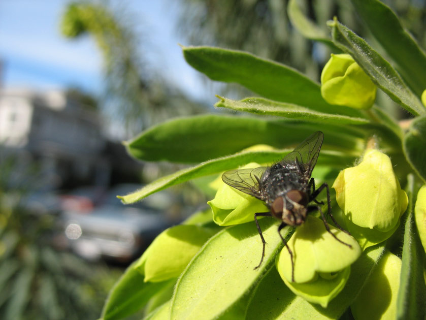 Fly