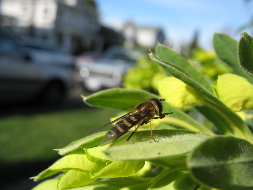Fly