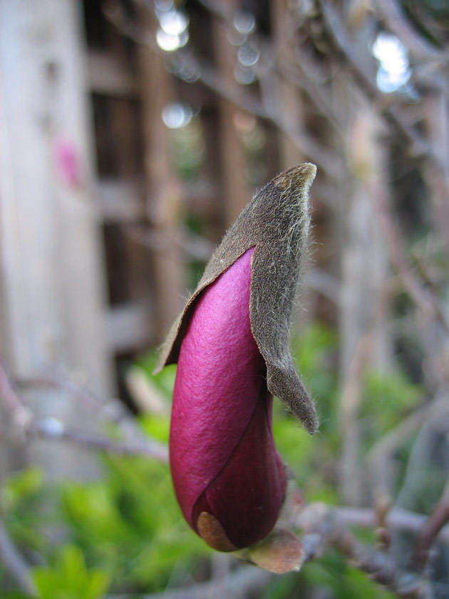 Magnolia blossom that looks like an eggplant
