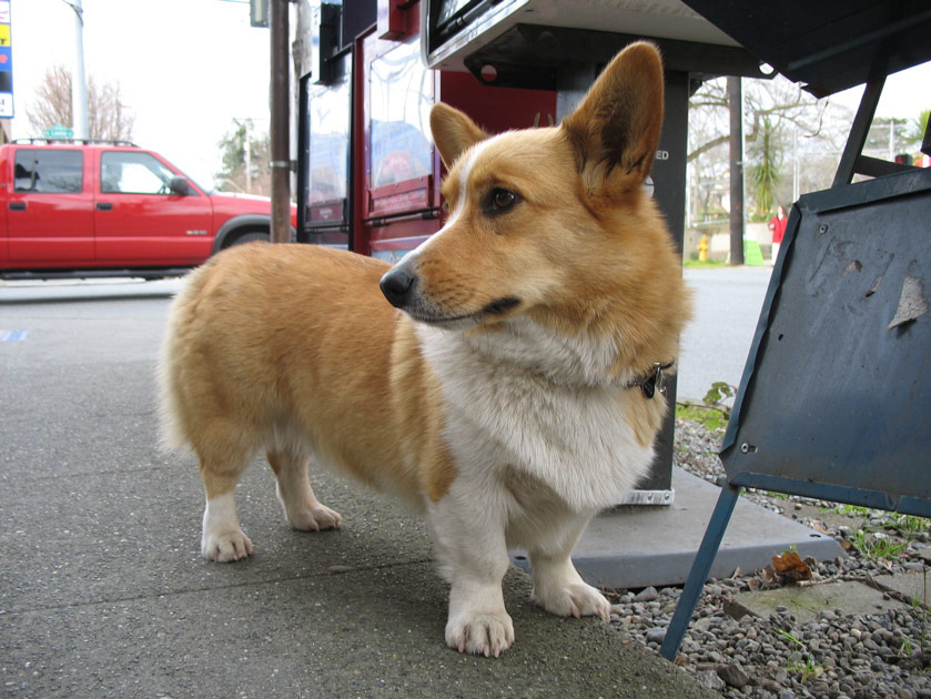 Corgi outside Louisa's