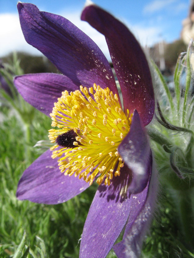 Pasque flower