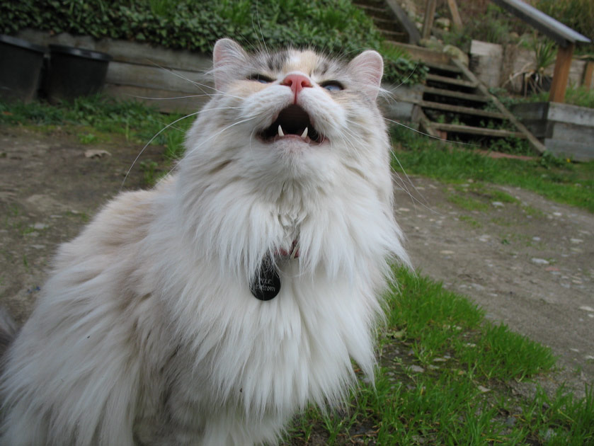Pele singing
