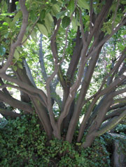 Tree on Franklin Avenue