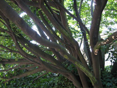 Tree on Franklin Avenue