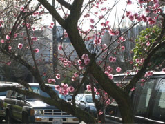 Tree in bloom on Franklin Avenue